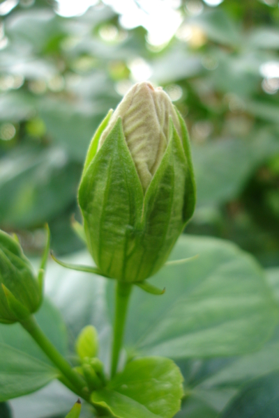 1008/Botanicalgardensflowerbud1024.jpg 1008/Botanicalgardensflowerbud1024.jpg