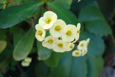 1008/Botanicalgardenslittleyellowflowers1024.jpg 1008/Botanicalgardenslittleyellowflowers1024.jpg