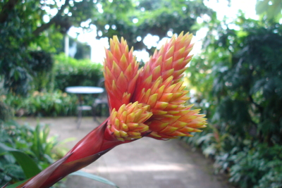 1008/Botanicalgardensredandyellowflower1024.jpg 1008/Botanicalgardensredandyellowflower1024.jpg