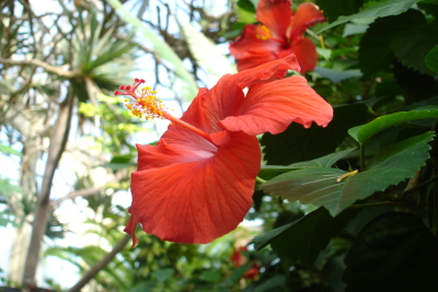 1008/Botanicalgardensredflower1024.jpg 1008/Botanicalgardensredflower1024.jpg