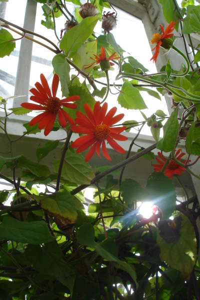 1008/Botanicalgardensredflowers1024.jpg 1008/Botanicalgardensredflowers1024.jpg
