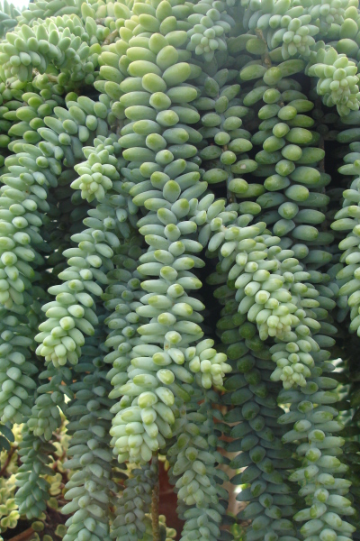 1008/Botanicalgardenssucculent1024.jpg 1008/Botanicalgardenssucculent1024.jpg