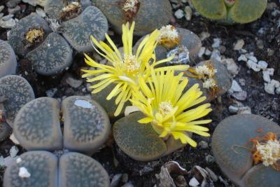 1008/Botanicalgardenssucculentwithyellowflowers1024.jpg 1008/Botanicalgardenssucculentwithyellowflowers1024.jpg