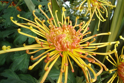1008/Botanicalgardensyellowandredflower1024.jpg 1008/Botanicalgardensyellowandredflower1024.jpg