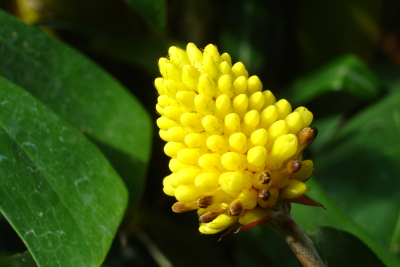 1008/Botanicalgardensyellowflower1024.jpg 1008/Botanicalgardensyellowflower1024.jpg