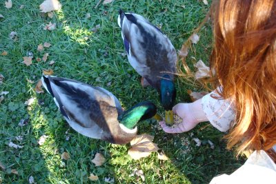 1106/meandtheducks0909.jpg 1106/meandtheducks0909.jpg