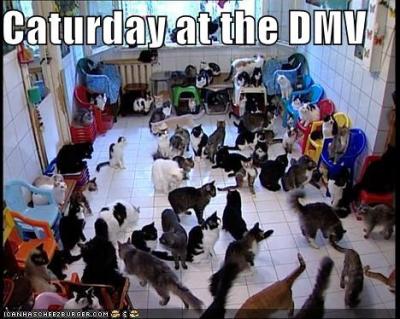 1207/CatsAtDmv1216.jpg