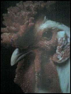0107/ChickenCalendar0108.jpg