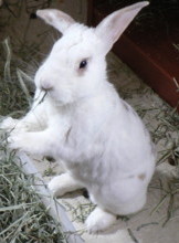 0107/WascallyWabbit0110.jpg