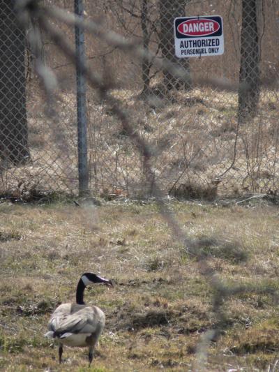 0306/duck5249.jpg