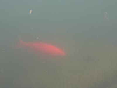 0408/GolFish30421.jpg