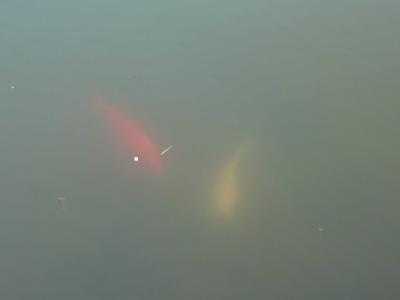 0408/GoldFish20421.jpg