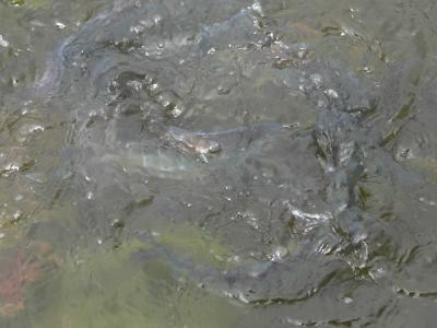 0508/FishFrenzy0060509.jpg 0508/FishFrenzy0060509.jpg