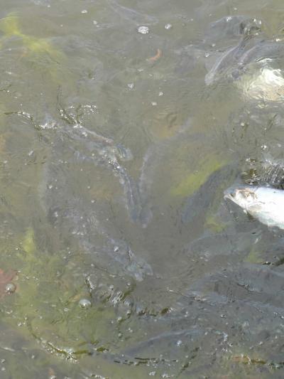 0508/FishFrenzy0080509.jpg 0508/FishFrenzy0080509.jpg