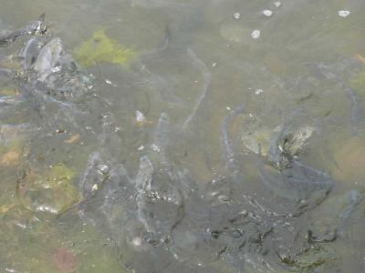 0508/FishFrenzy0110509.jpg 0508/FishFrenzy0110509.jpg