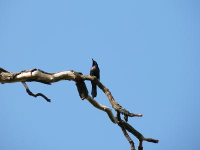 0607/BlackBird0613.jpg