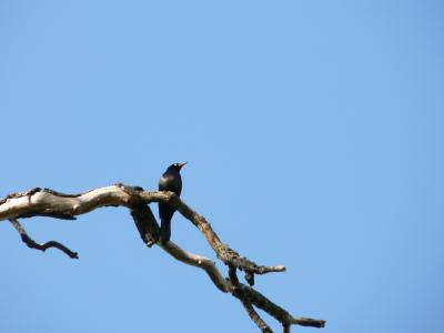 0607/BlackBirdHigh0613.jpg