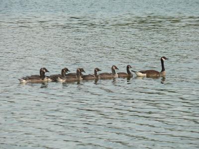 0607/Ducks20622.jpg
