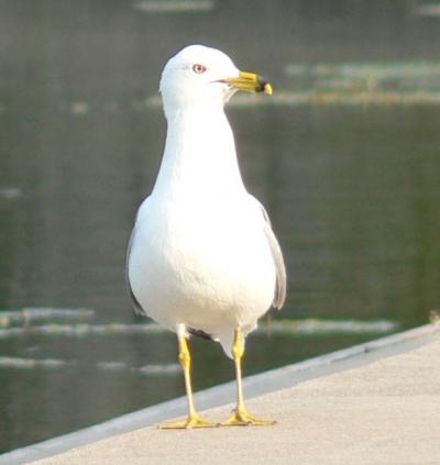 0607/Gulls0616.jpg