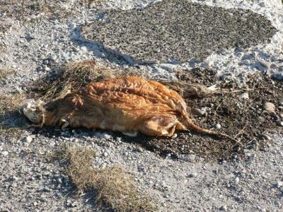0809/Rat0821.jpg 0809/Rat0821.jpg