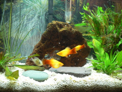 0906/fish_eating0006.jpg