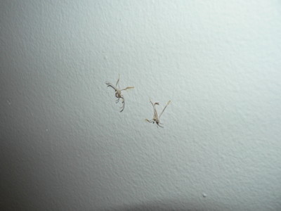 1206/crusty_spiders3117.jpg