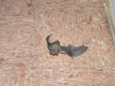 1206/dead_bat3117.jpg