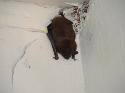 1206/hanging_bat3117.jpg