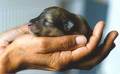 0906/puppy5744.jpg