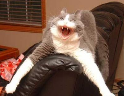 1107/ScaryBigCat1115.jpg