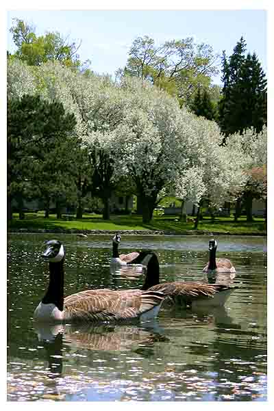 Lawn_Geese