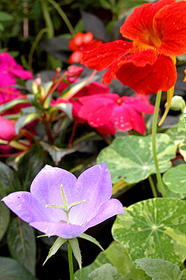 Bạch Cát cánh và Cát cánh Tím Bellflower3658