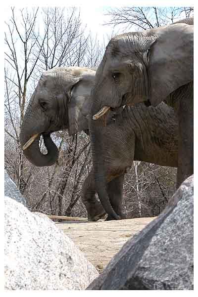 0909/Elephants152701170928.jpg 0909/Elephants152701170928.jpg
