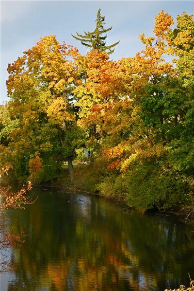 1009/FallGoldenColorsTreesSliwinski20091025.jpg 1009/FallGoldenColorsTreesSliwinski20091025.jpg