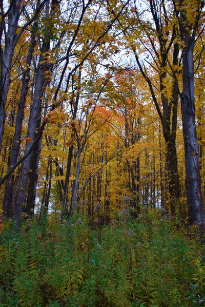 1009/FallYellowTreesLookingUpSliwinski20091025.jpg 1009/FallYellowTreesLookingUpSliwinski20091025.jpg