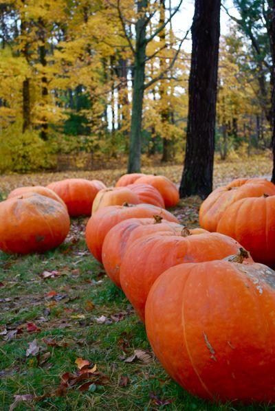 1009/GiantPumpkinsFallSliwinski20091025.jpg 1009/GiantPumpkinsFallSliwinski20091025.jpg