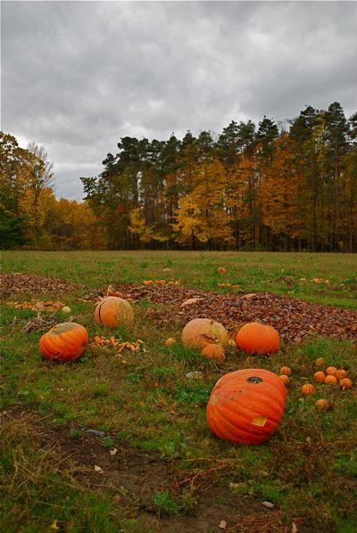 1009/WildPumpkinPatchBuffaloNy2Sliwinski20091025.jpg 1009/WildPumpkinPatchBuffaloNy2Sliwinski20091025.jpg