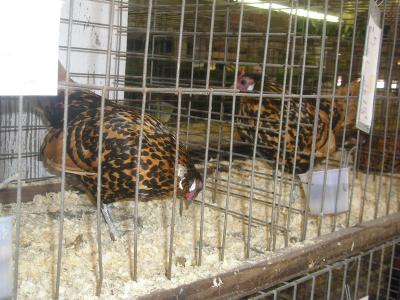 0807/FairBusFmxDaughtry0270819.jpg 0807/FairBusFmxDaughtry0270819.jpg