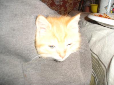1106/KittenOctStorm06_0700151.jpg 1106/KittenOctStorm06_0700151.jpg