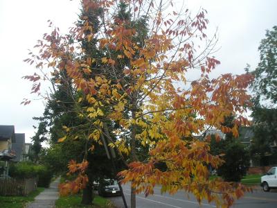 1107/Halloween20070171106.jpg