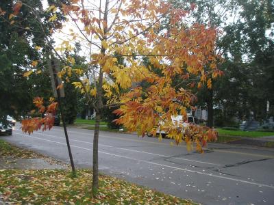 1107/Halloween20070181106.jpg