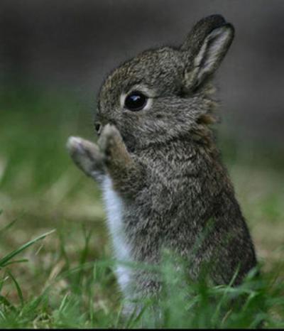 0608/Bunny20612.jpg