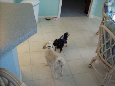1008/LennyAndPuppers1022.jpg