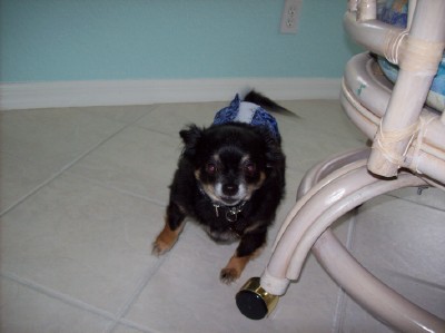 1008/Puppers1022.jpg