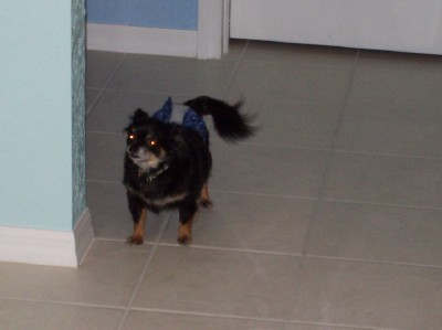 1008/PuppersEyes1022.jpg
