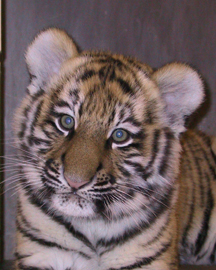 0108/FemaleTiger0116.jpg