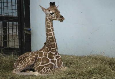 0109/120BabyGiraffeLOCALBABYGIRAFFEGEEStandaloneProdAffiliate500129.jpg