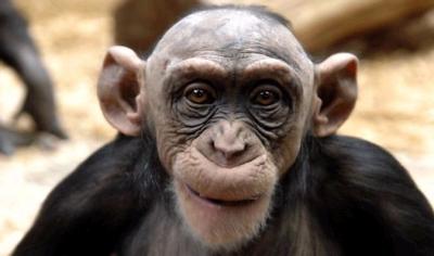 0109/ChimpCopy0128.jpg