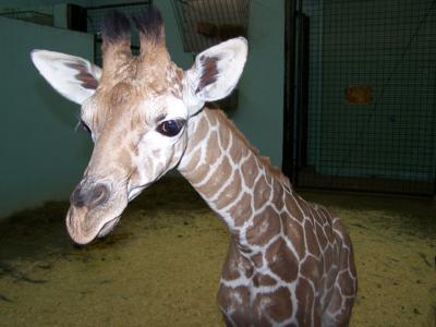 0209/BabyGiraffe20090200203.jpg