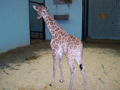 0209/BabyGiraffe20090220203.jpg
